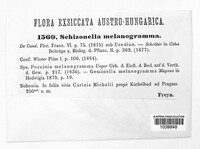 Schizonella melanogramma image
